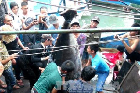 Ngư dân Khánh Hoà bắt được cá ngừ vây xanh quý hiếm 307 kg