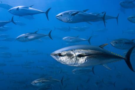 Indonesia đánh bắt cá ngừ theo hạn ngạch