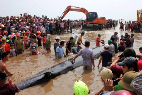 Giải cứu cá voi 15 tấn trôi dạt vào bờ biển Nghệ An