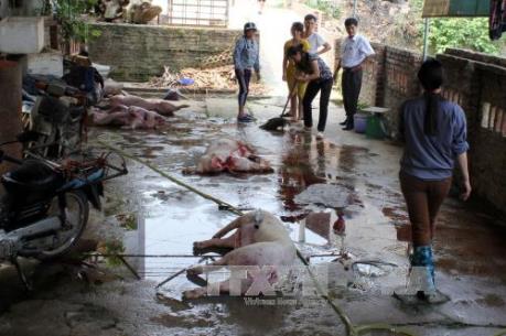 Tp. Hồ Chí Minh chấm dứt cơ sở giết mổ gia súc thủ công trong năm 2017