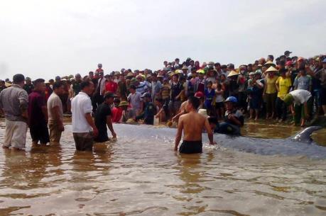 Giải cứu thành công cá voi nặng 15 tấn dạt vào bờ biển Nghệ An