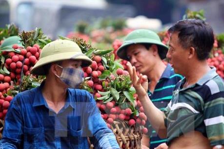 Mùa vải 2016, sẵn sàng chờ xuất khẩu