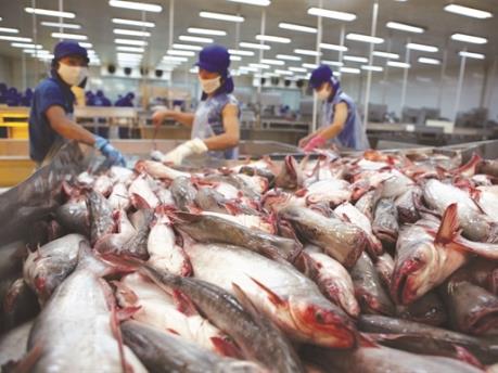 VHC trả cổ tức 15% bằng tiền