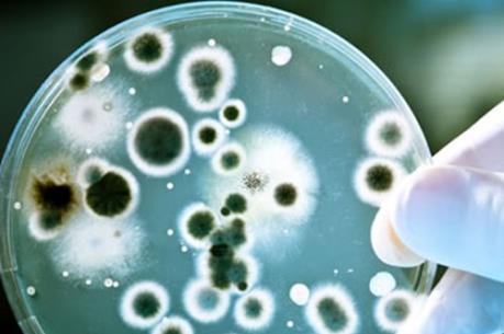 Siêu vi khuẩn kháng mọi kháng sinh đã xuất hiện tại Mỹ