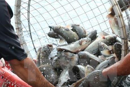 Cần kiểm soát chặt chất kháng sinh trong sản phẩm thủy sản
