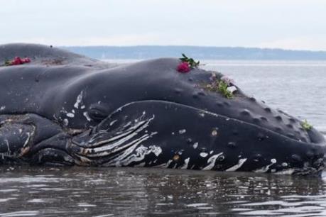 Nghệ An: Chôn cất cá voi nặng hơn 7 tấn chết dạt vào bờ biển