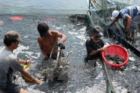 Xuất khẩu thủy sản lại "căng như dây đàn"