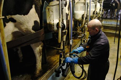 EU sẵn sàng hỗ trợ thêm ngành sản xuất sữa châu Âu