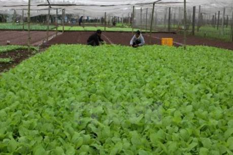 Vì sao rau sạch tiêu chuẩn VietGAP khó tiêu thụ?