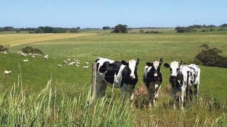 Đức hỗ trợ khoảng 111 triệu USD cho ngành bơ sữa