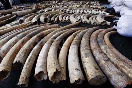 Mỹ cấm buôn bán ngà voi châu Phi