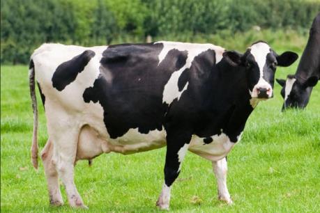Australia kiểm tra số bò sữa nghi mắc bệnh xuất sang Nhật