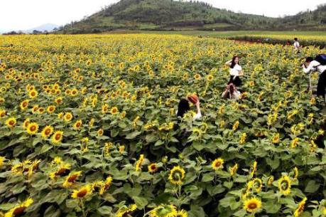 Nghệ An sẽ tổ chức Ngày hội hoa hướng dương