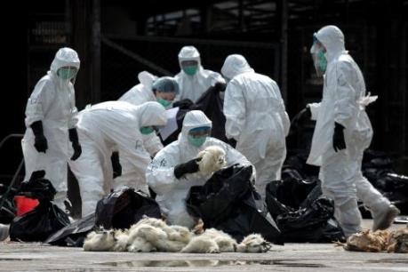Dịch lớn cúm A - H7N9 đang tiến sát Việt Nam