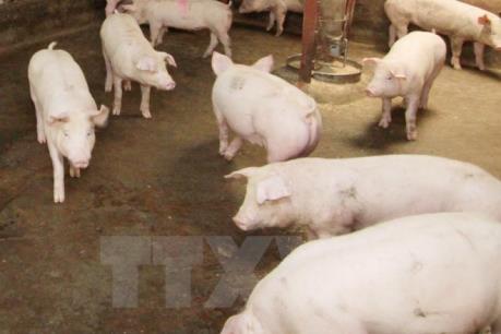 Quy định về phòng, chống dịch bệnh động vật trên cạn