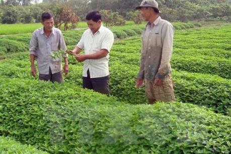Nhiều bất cập trong chuyển đổi theo mô hình hợp tác xã kiểu mới