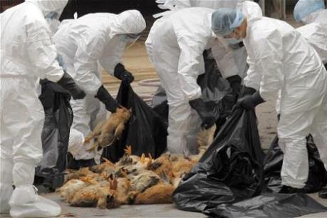 Hong Kong tiêu hủy 4.500 gia cầm do lo ngại virus H7N9