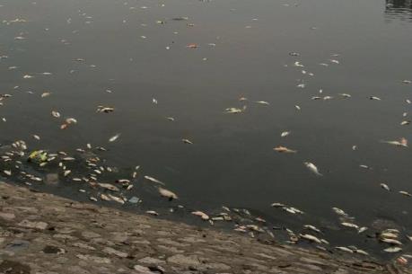 Hà Nội: Cá chết hàng loạt tại hồ Hoàng Cầu sau cơn mưa lớn
