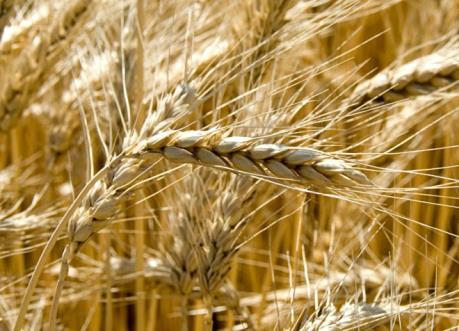 Nga vượt Mỹ và Canada trở thành quốc gia hàng đầu xuất khẩu lúa mì