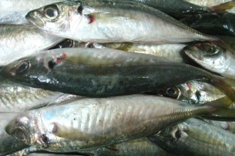 Buộc tiêu hủy 30 tấn cá nục có chất cực độc