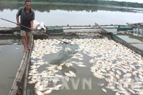 Thực hư việc hàng loạt cá chết ở Lý Sơn do bị đầu độc