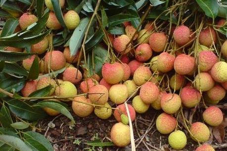 Vải lai chín sớm Hưng Yên tăng giá trị gấp 2 lần nhờ tiến bộ kỹ thuật