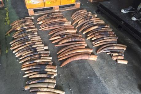 Singapore tiêu hủy lượng ngà voi trị giá trên 9 triệu USD