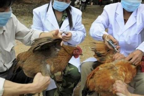 Trung Quốc xác nhận 2 ca nhiễm cúm gia cầm H7N9 ở Thiên Tân