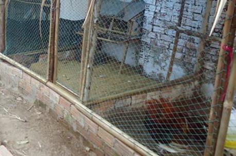 Thông tin về vụ việc "xây chuồng gà phải xin phép ở Cao Bằng"