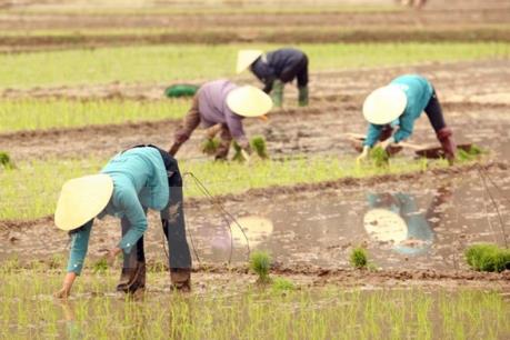 5 người bị sét đánh thương vong khi đang gặt lúa