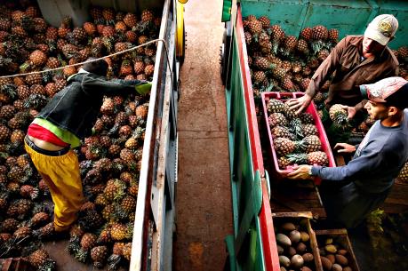 Xuất khẩu dứa của Cuba vào châu Âu tăng mạnh