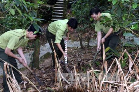 Cảnh báo cháy rừng ở nhiều địa phương mức cực kỳ nguy hiểm
