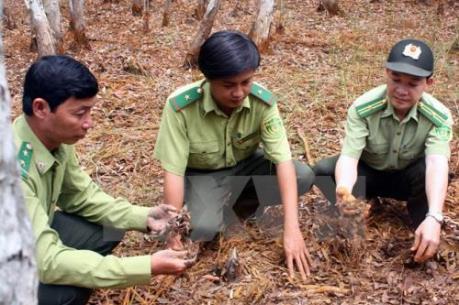 Thông tin cháy lớn rừng tràm U Minh Hạ, Cà Mau là không chính xác