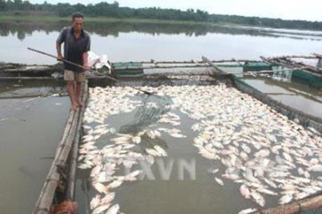 Nguyên nhân tôm hùm, cá mú chết hàng loạt tại Phú Yên