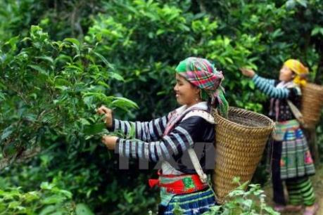 Xây dựng chỉ dẫn địa lý “Mộc Châu” cho chè Shan tuyết