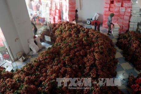 Australia công nhận Trung tâm Chiếu xạ Hà Nội được phép xử lý chiếu xạ quả vải