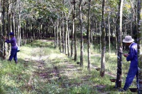 Nông dân Tây Ninh "chật vật" với cây cao su