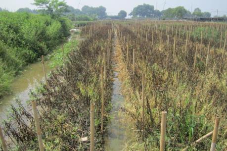 Hoa Tây Tựu chết héo vì nắng mưa thất thường