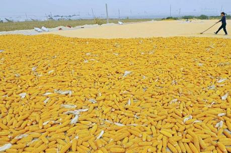 Thị trường nông sản tuần qua gánh hậu quả từ Brexit