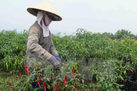 Cơ hội cho doanh nghiệp Việt Nam xuất khẩu ớt sang Malaysia