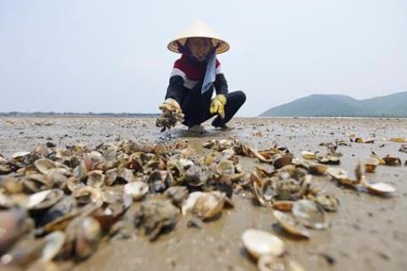 Đã có kết quả vụ ngao chết hàng loạt tại Thanh Hóa