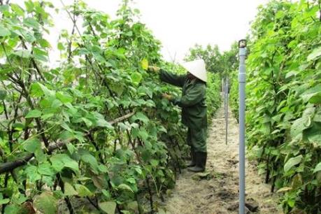 Vườn xanh trên cát trắng Quảng Bình