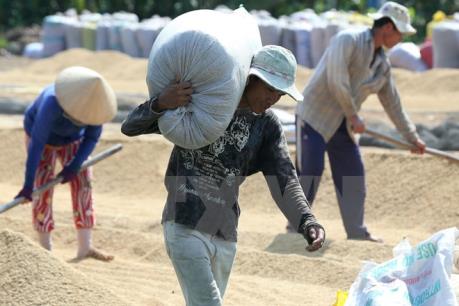Giá lúa tăng, doanh nghiệp “ngóng” hợp đồng