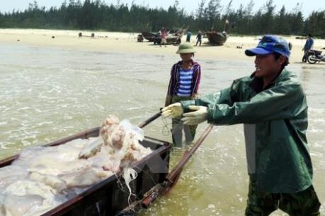 Thừa Thiên - Huế hỗ trợ ngư dân khai thác hải sản xa bờ
