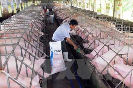 Giá lợn hơi giảm mạnh, người chăn nuôi gặp khó