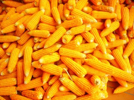 Thị trường nông sản ảm đạm trước thềm kỳ nghỉ lễ Độc lập ở Mỹ