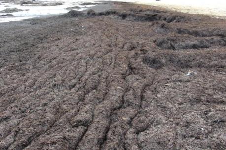 Rong biển dạt vào bờ có phải do ô nhiễm môi trường biển?