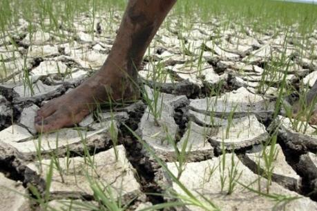 El Nino gây ra khô hạn nặng nề nhất cho Cuba trong 115 năm