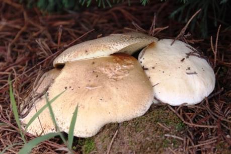 Cảnh báo nguy cơ ngộ độc nấm mọc ngoài tự nhiên