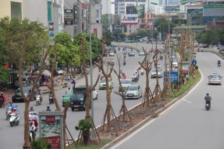 Hà Nội trồng phượng ở dải phân cách: Cần cân nhắc nghiêm túc